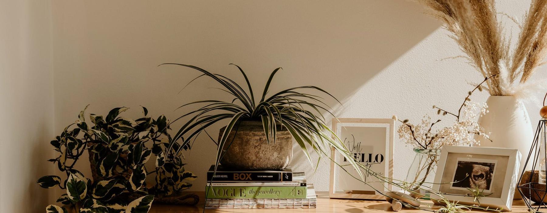 bureau top decorated with potted plants, books and framed pictures